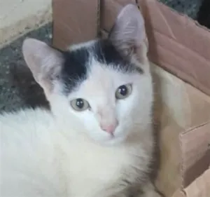 Gato raça SRD-ViraLata idade 2 a 6 meses nome Dudu 