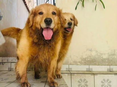 Cachorro raça Labrador idade 5 anos nome Billy