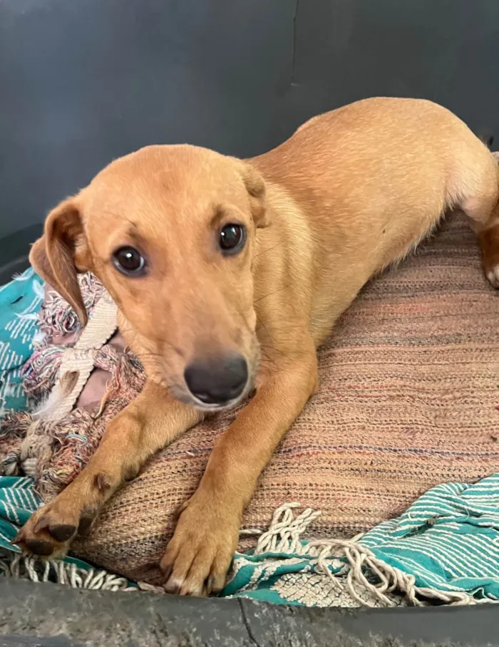 Cachorro ra a SRD-ViraLata idade 2 a 6 meses nome Phoka