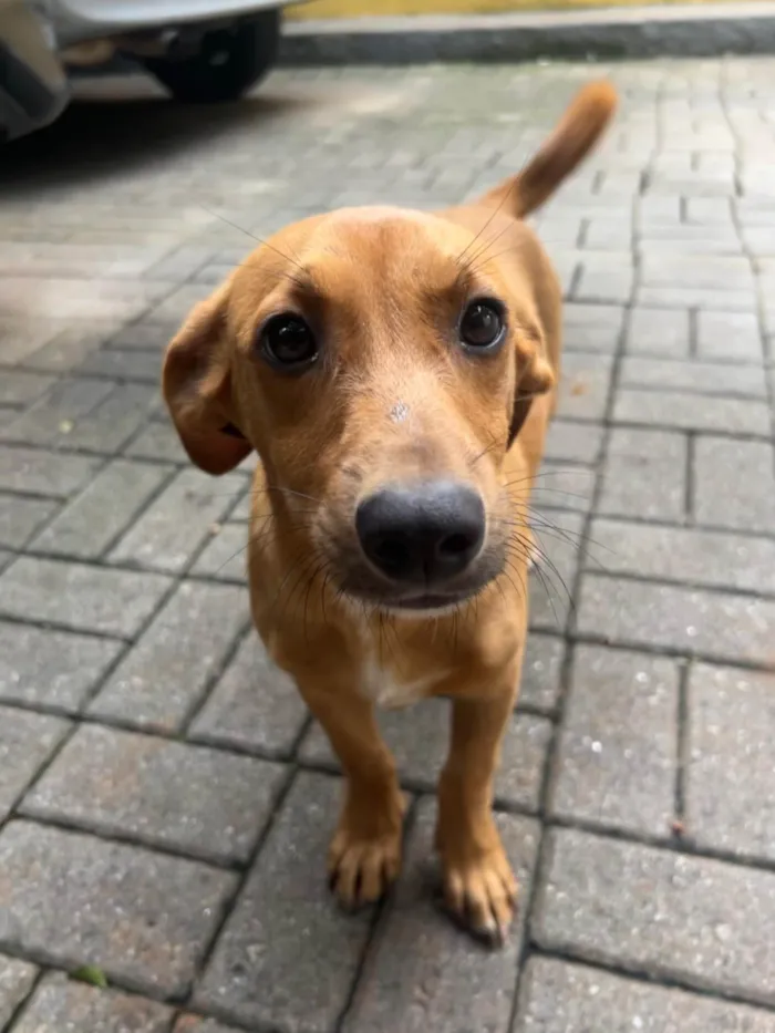 Cachorro ra a SRD-ViraLata idade 2 a 6 meses nome Phoka