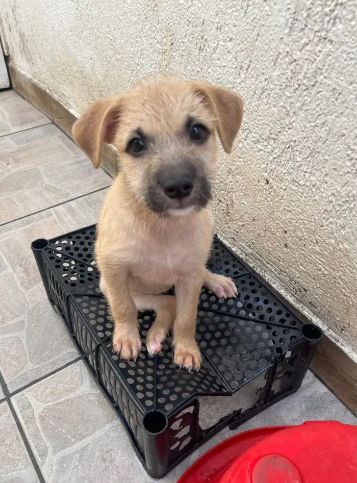 Cachorro ra a SRD-ViraLata idade 2 a 6 meses nome Paula