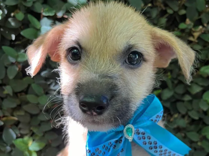 Cachorro ra a SRD-ViraLata idade 2 a 6 meses nome Paula