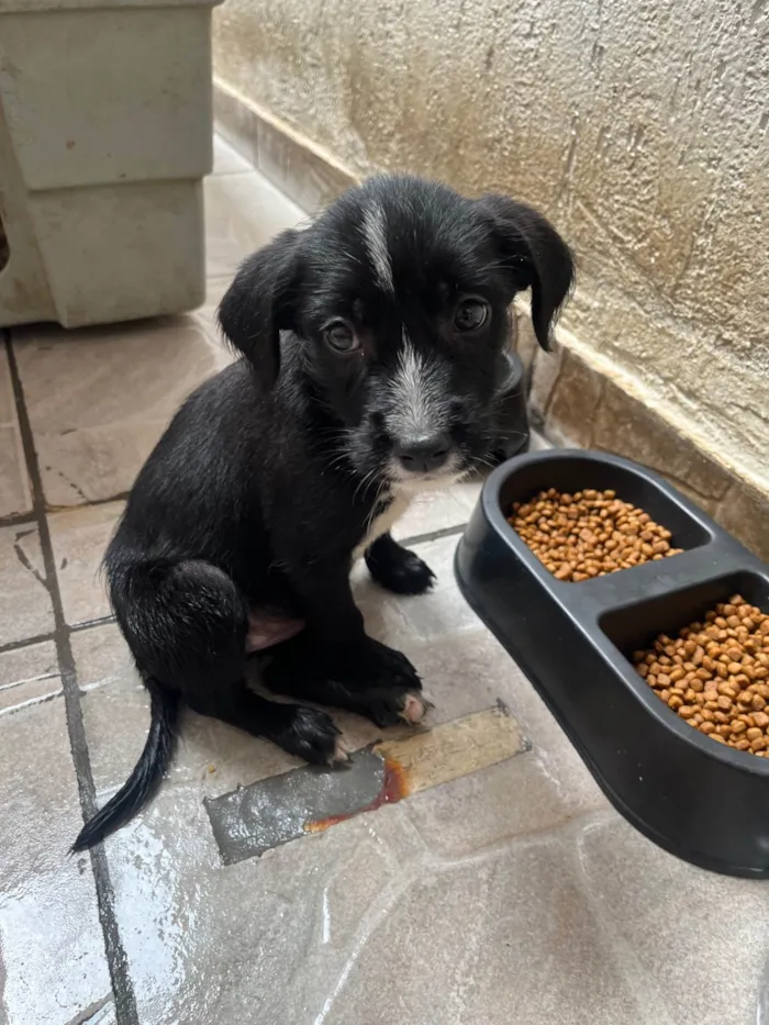 Cachorro ra a SRD-ViraLata idade 2 a 6 meses nome Paloma