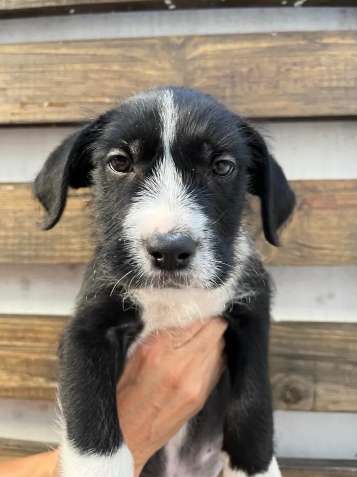 Cachorro ra a SRD-ViraLata idade 2 a 6 meses nome Pedro