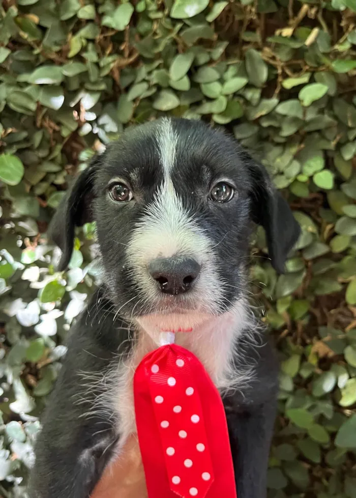 Cachorro ra a SRD-ViraLata idade 2 a 6 meses nome Pedro