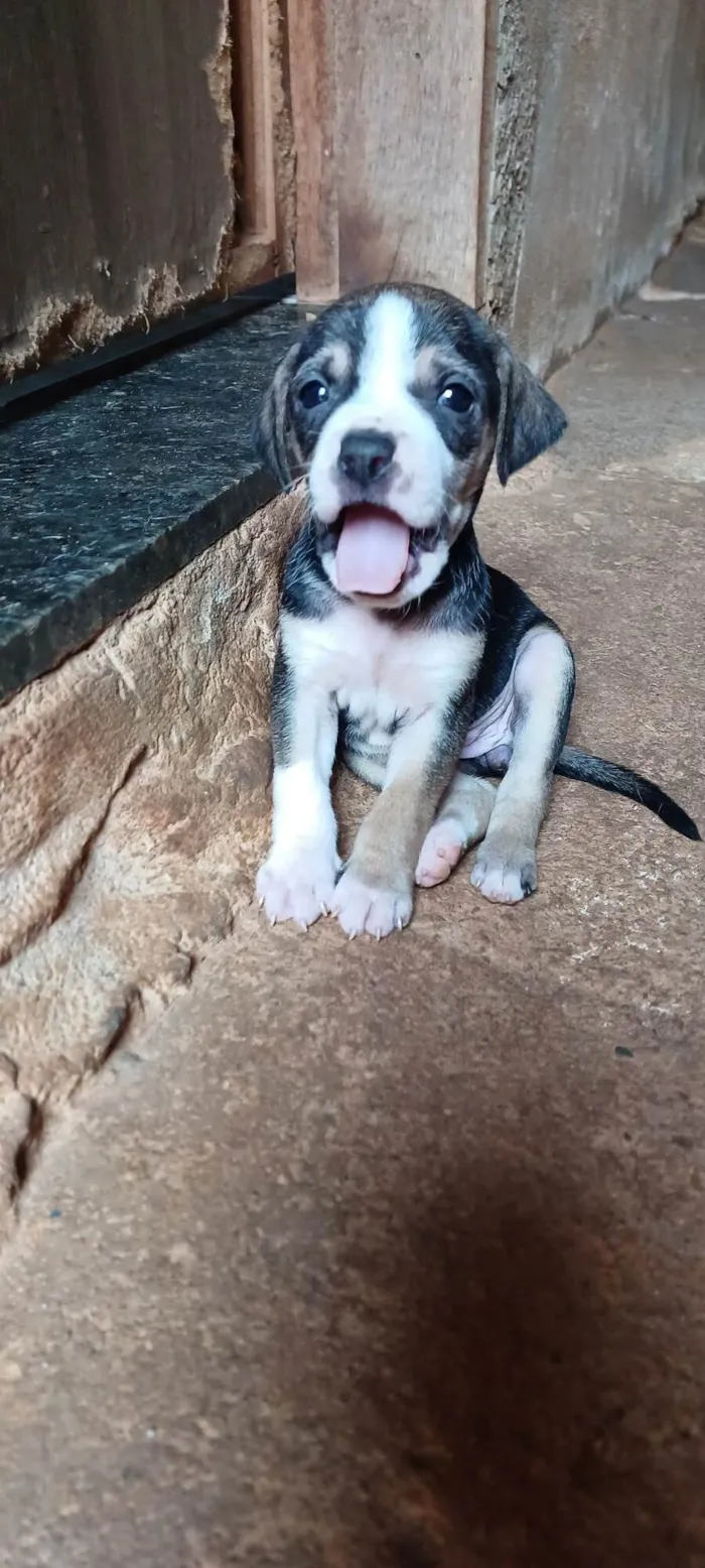 Cachorro ra a SRD-ViraLata idade Abaixo de 2 meses nome 11 Filhotes 