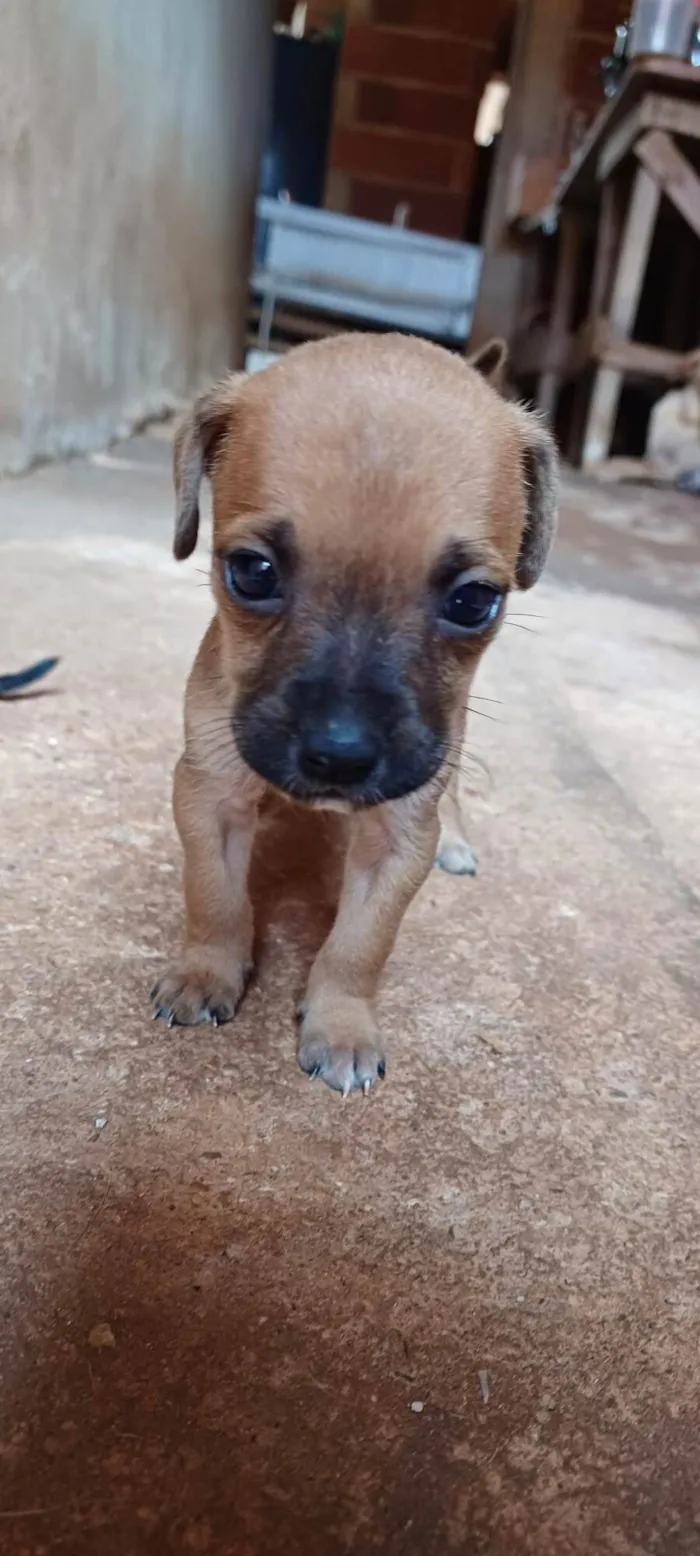 Cachorro ra a SRD-ViraLata idade Abaixo de 2 meses nome 11 Filhotes 