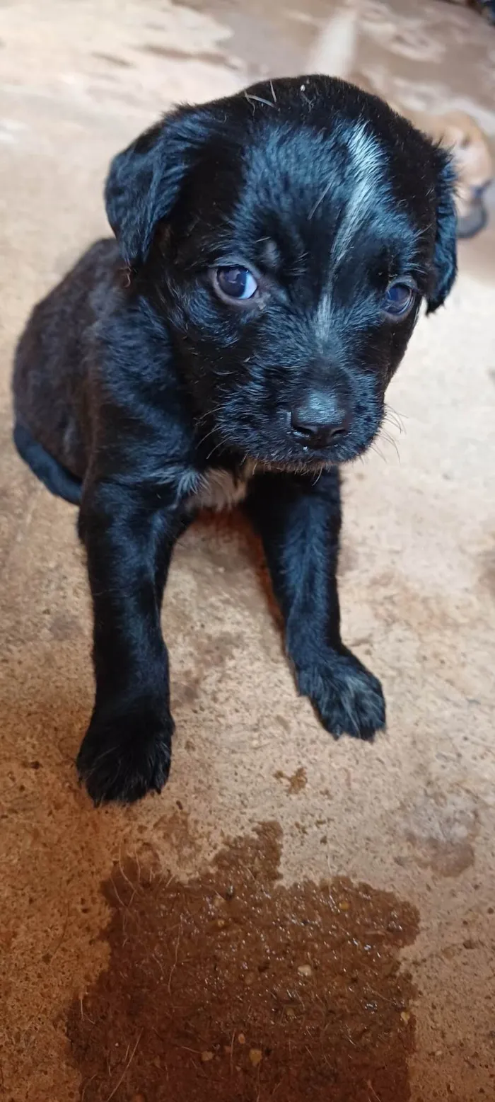 Cachorro ra a SRD-ViraLata idade Abaixo de 2 meses nome 11 Filhotes 