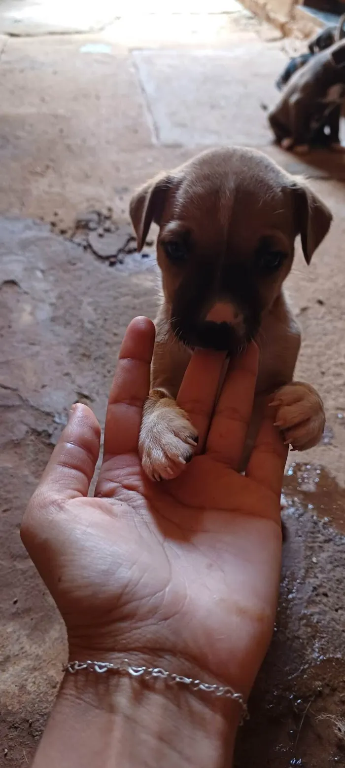 Cachorro ra a SRD-ViraLata idade Abaixo de 2 meses nome 11 Filhotes 