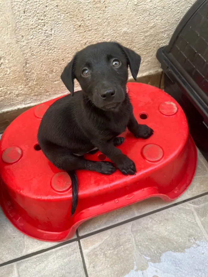 Cachorro ra a SRD-ViraLata idade 2 a 6 meses nome Miguel