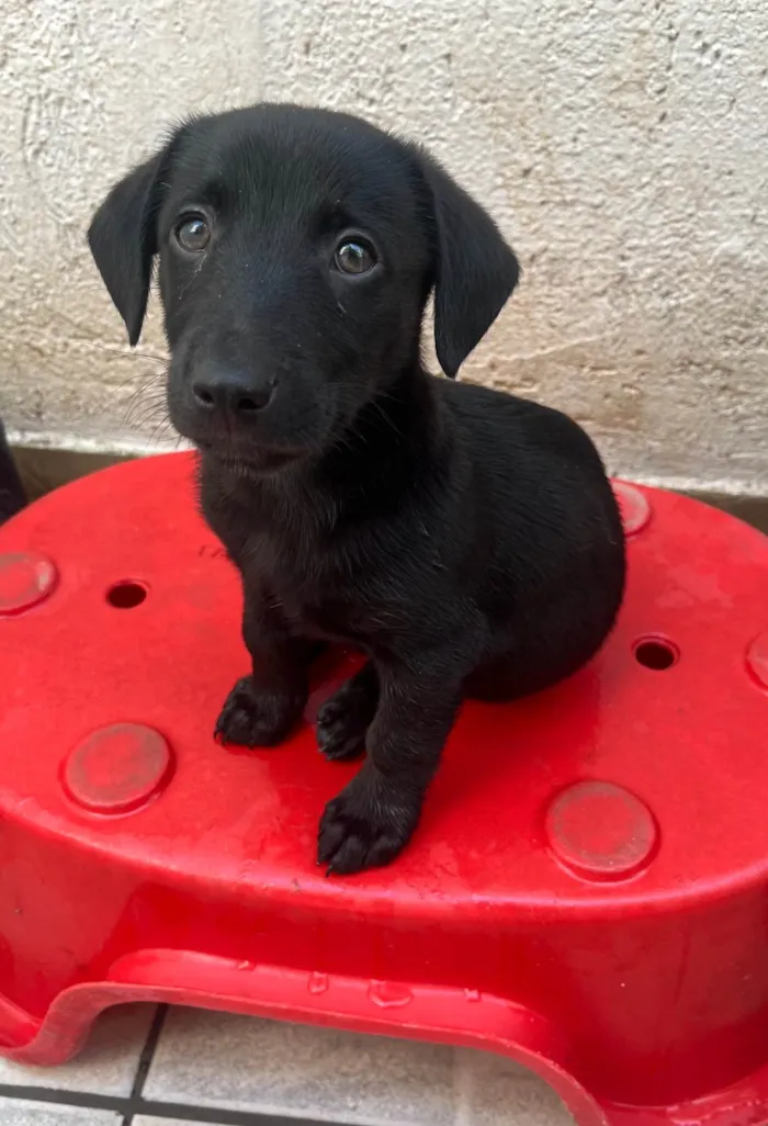 Cachorro ra a SRD-ViraLata idade 2 a 6 meses nome Miguel