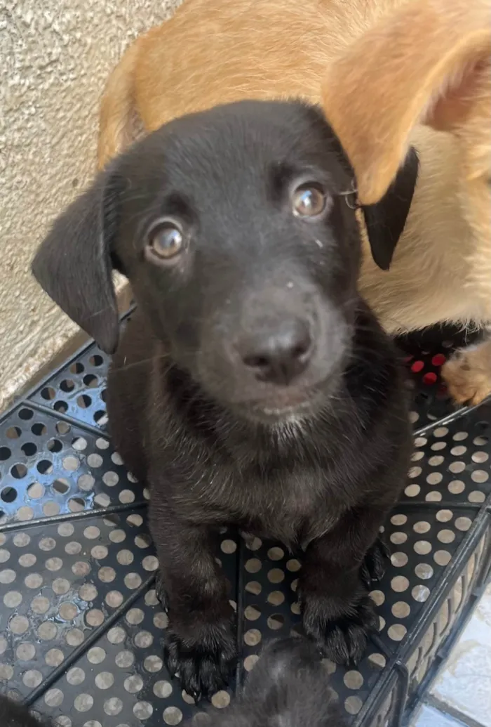 Cachorro ra a SRD-ViraLata idade 2 a 6 meses nome Miguel