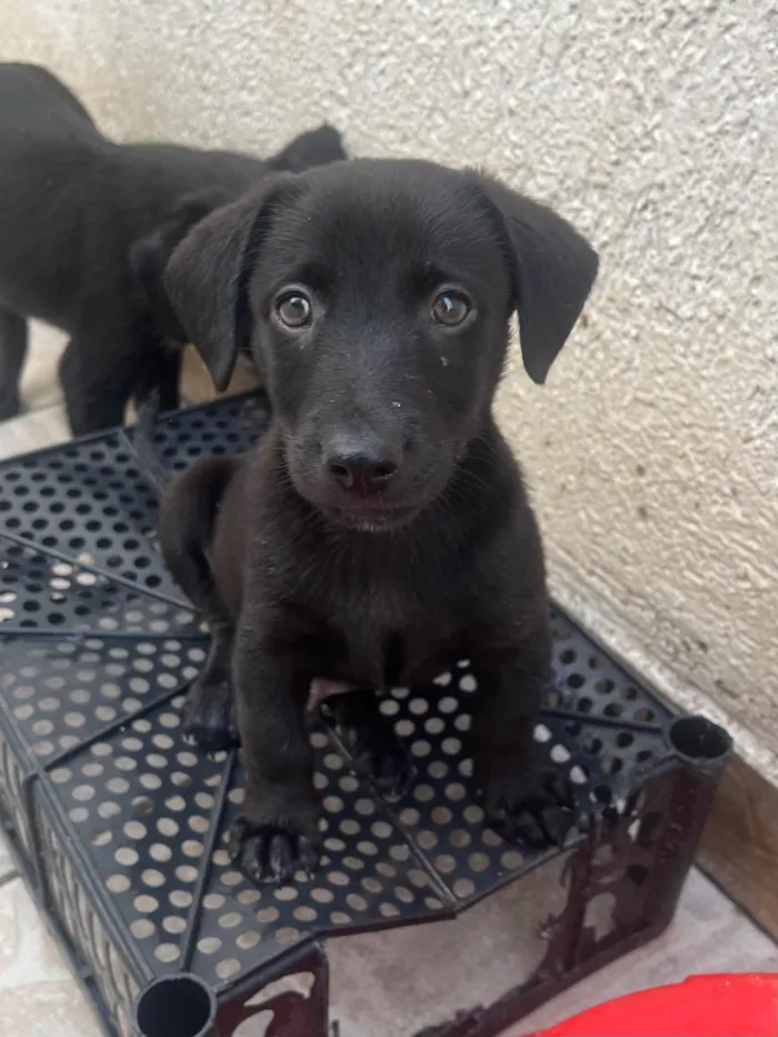 Cachorro ra a SRD-ViraLata idade 2 a 6 meses nome Miguel