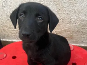 Cachorro raça SRD-ViraLata idade 2 a 6 meses nome Miguel