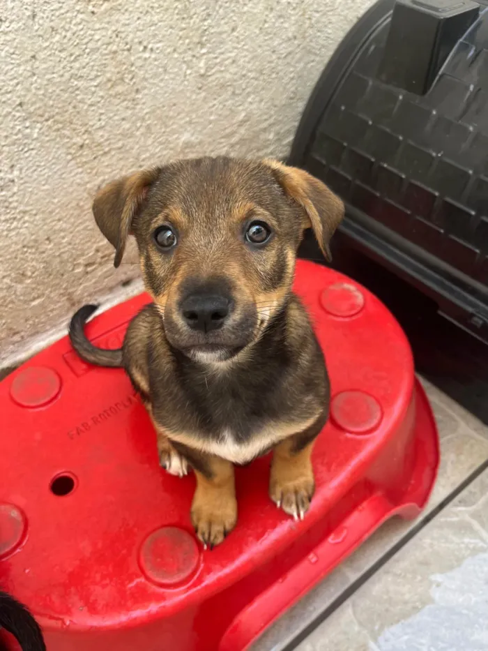 Cachorro ra a SRD-ViraLata idade 2 a 6 meses nome Manoel