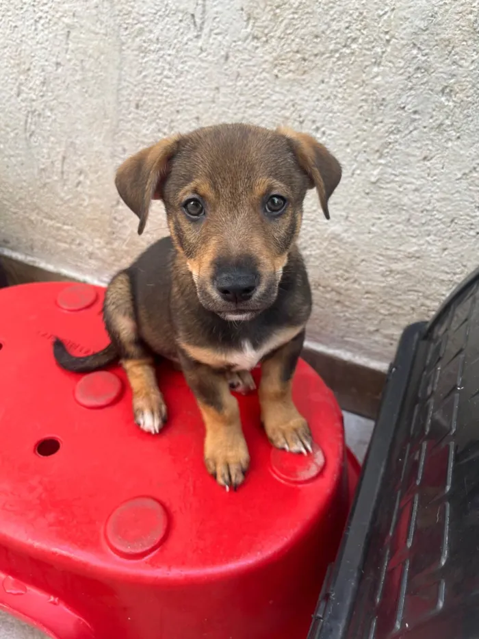 Cachorro ra a SRD-ViraLata idade 2 a 6 meses nome Manoel