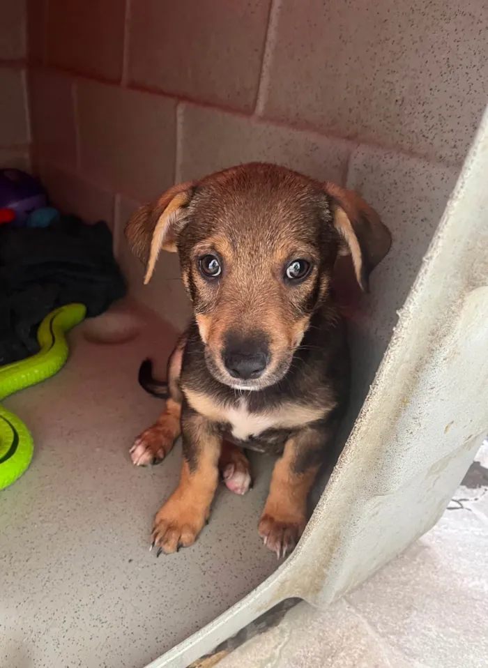 Cachorro ra a SRD-ViraLata idade 2 a 6 meses nome Manoel