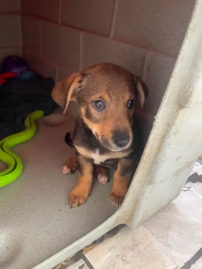 Cachorro ra a SRD-ViraLata idade 2 a 6 meses nome Manoel