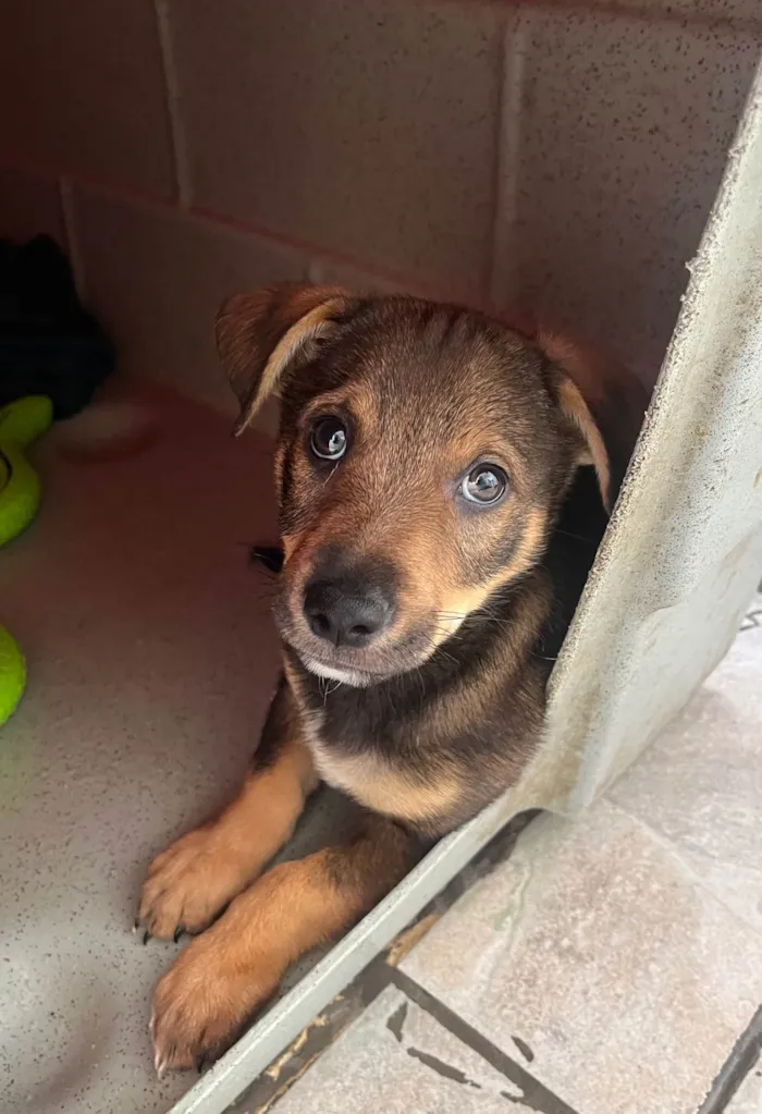 Cachorro ra a SRD-ViraLata idade 2 a 6 meses nome Manoel