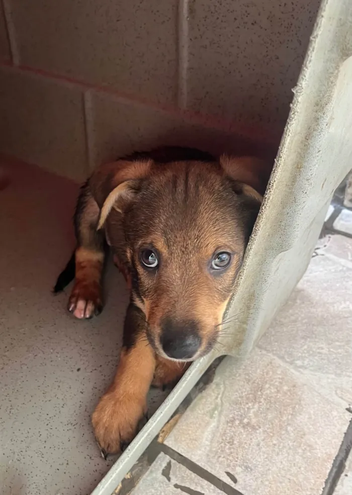 Cachorro ra a SRD-ViraLata idade 2 a 6 meses nome Manoel