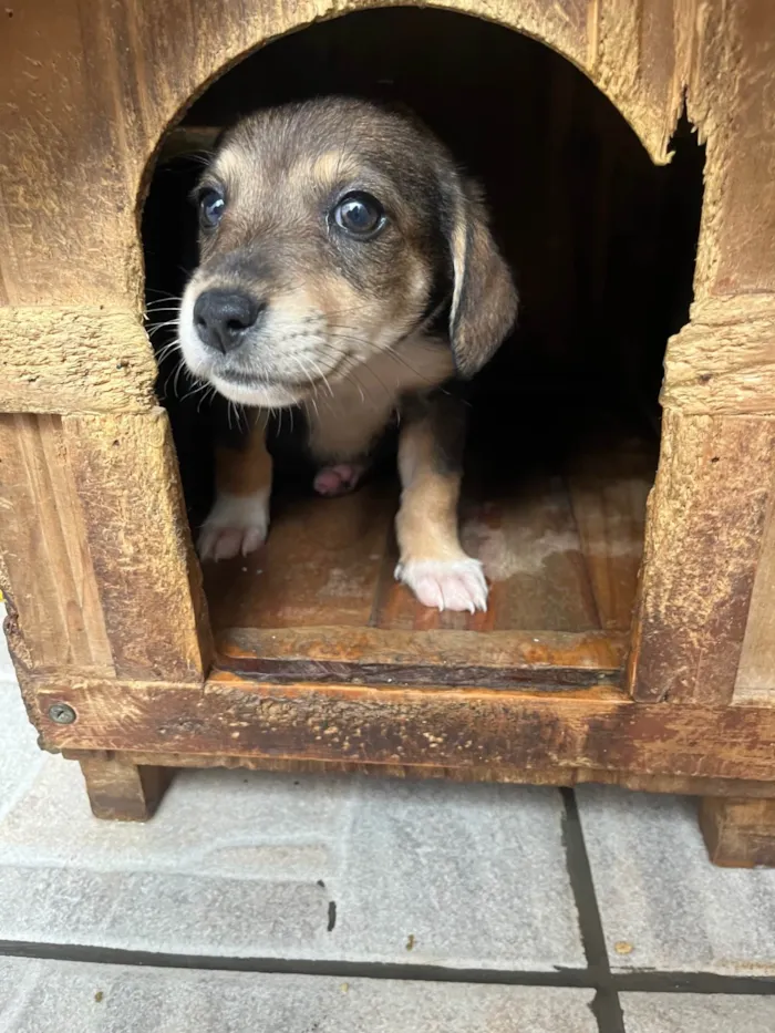 Cachorro ra a SRD-ViraLata idade 2 a 6 meses nome Manoel