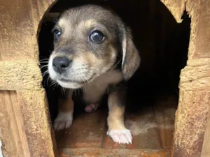 Cachorro raça SRD-ViraLata idade 2 a 6 meses nome Manoel