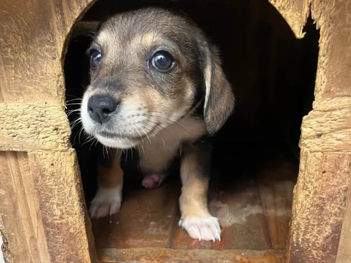 Cachorro ra a SRD-ViraLata idade 2 a 6 meses nome Manoel