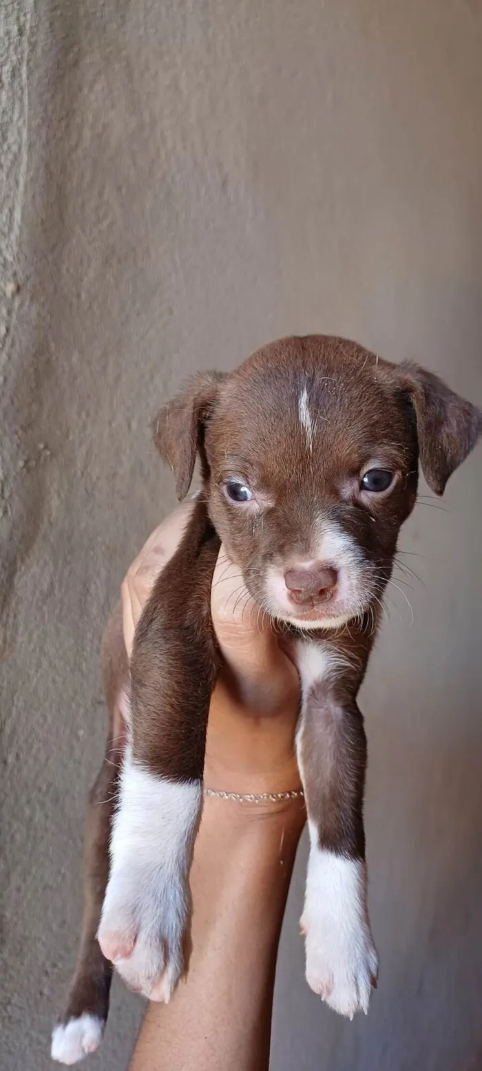 Cachorro ra a SRD-ViraLata idade Abaixo de 2 meses nome 11 Filhotes 