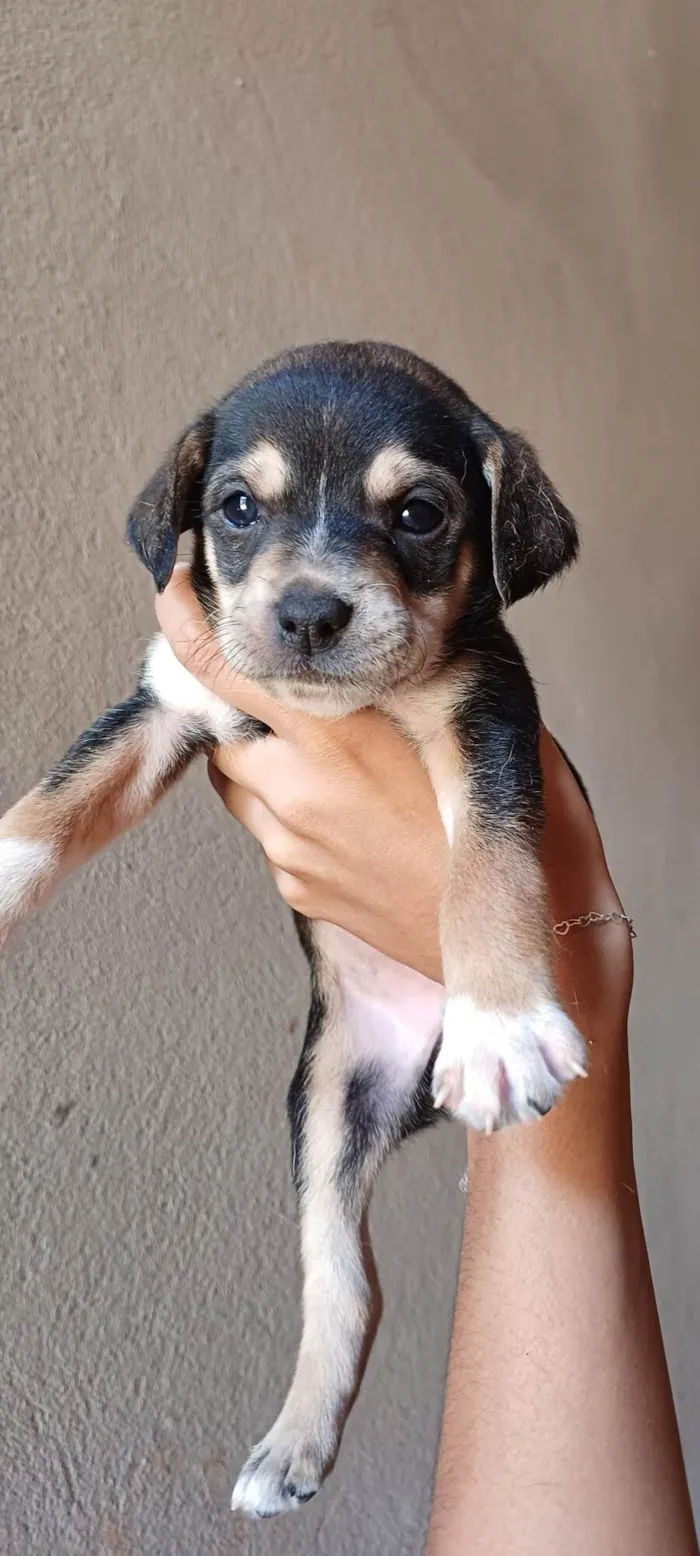 Cachorro ra a SRD-ViraLata idade Abaixo de 2 meses nome 11 Filhotes 