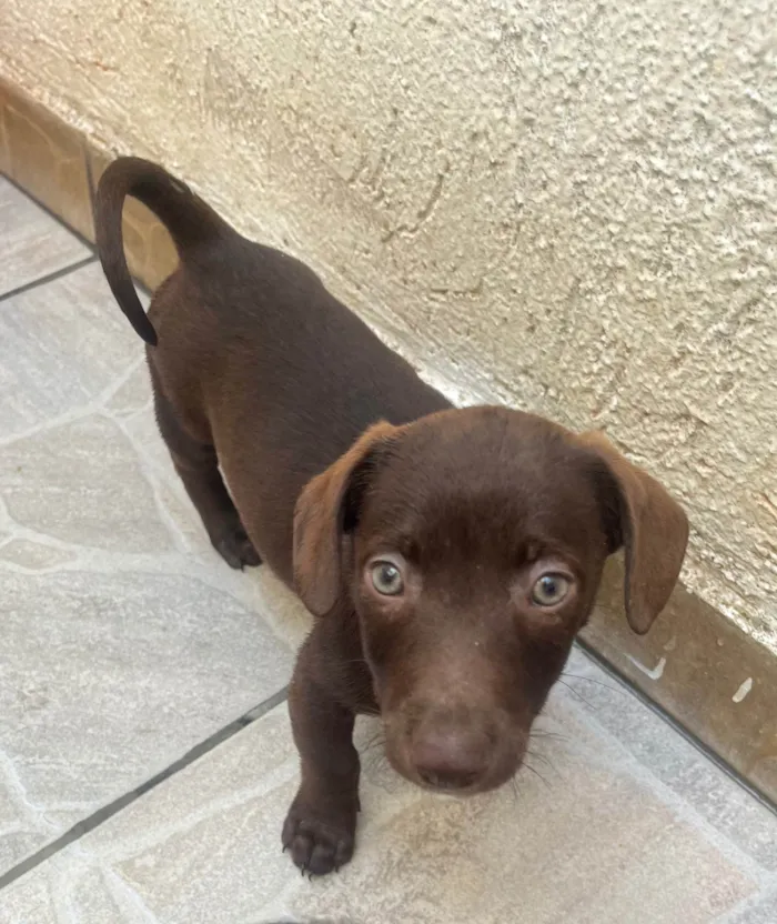 Cachorro ra a SRD-ViraLata idade 2 a 6 meses nome Milton