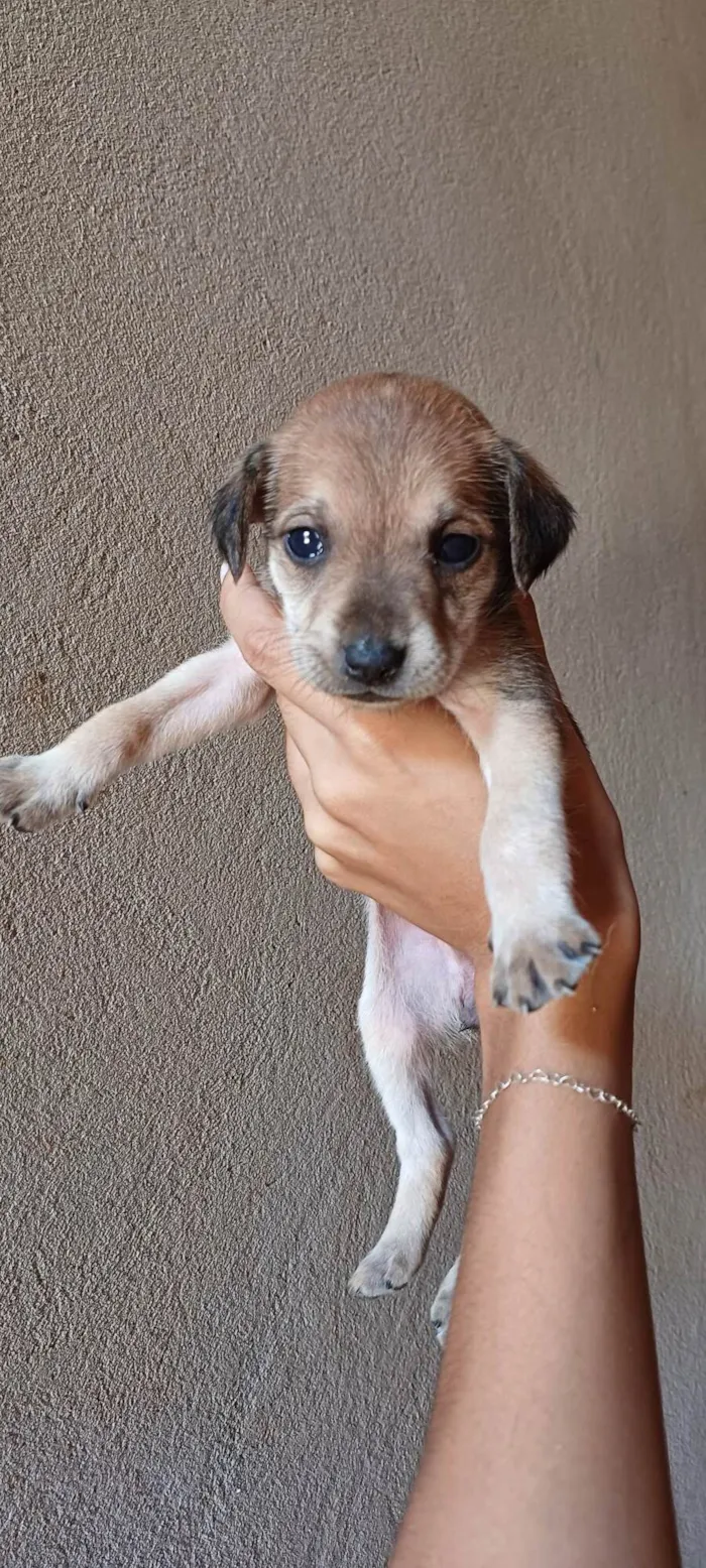 Cachorro ra a SRD-ViraLata idade Abaixo de 2 meses nome 11 Filhotes 