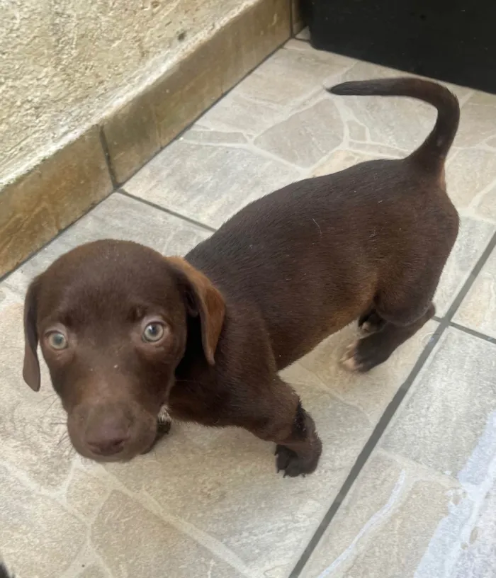 Cachorro ra a SRD-ViraLata idade 2 a 6 meses nome Milton