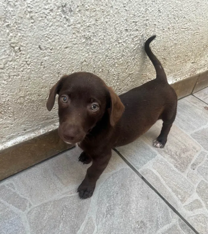 Cachorro ra a SRD-ViraLata idade 2 a 6 meses nome Milton