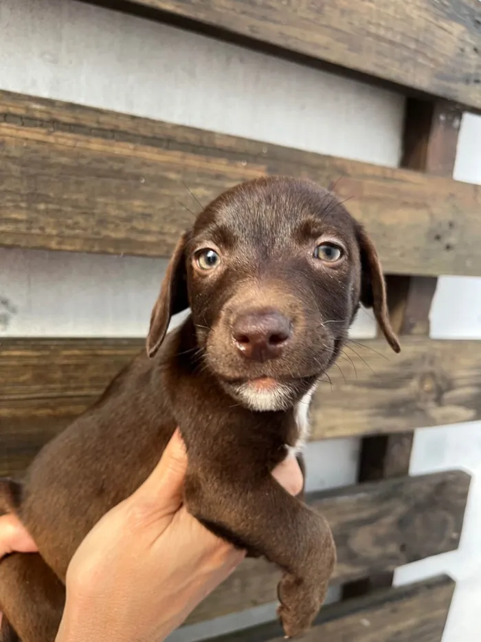 Cachorro ra a SRD-ViraLata idade 2 a 6 meses nome Milton