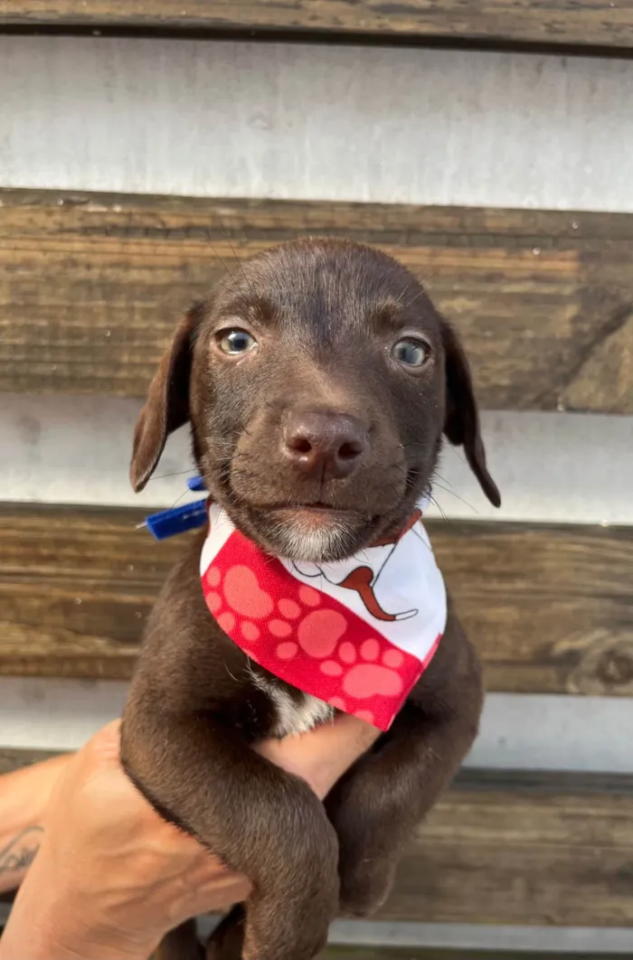 Cachorro ra a SRD-ViraLata idade 2 a 6 meses nome Milton