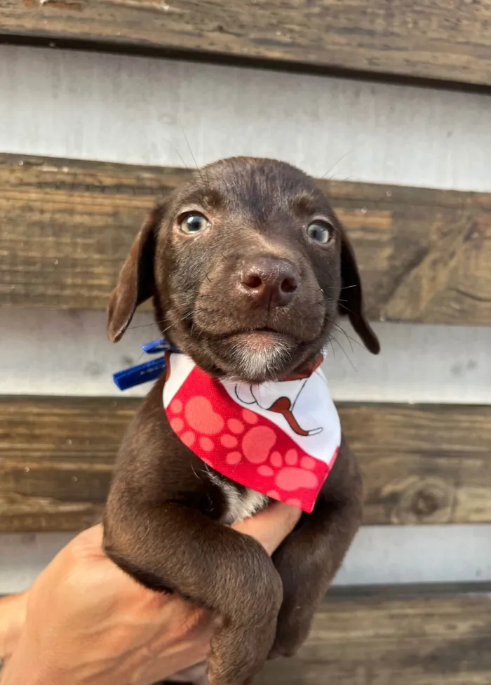 Cachorro ra a SRD-ViraLata idade 2 a 6 meses nome Milton