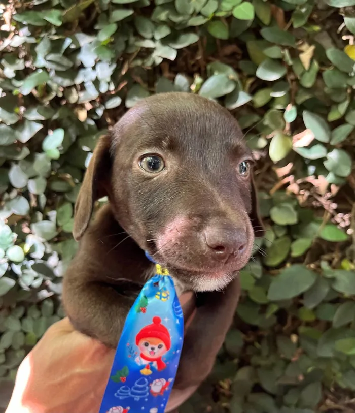 Cachorro ra a SRD-ViraLata idade 2 a 6 meses nome Milton