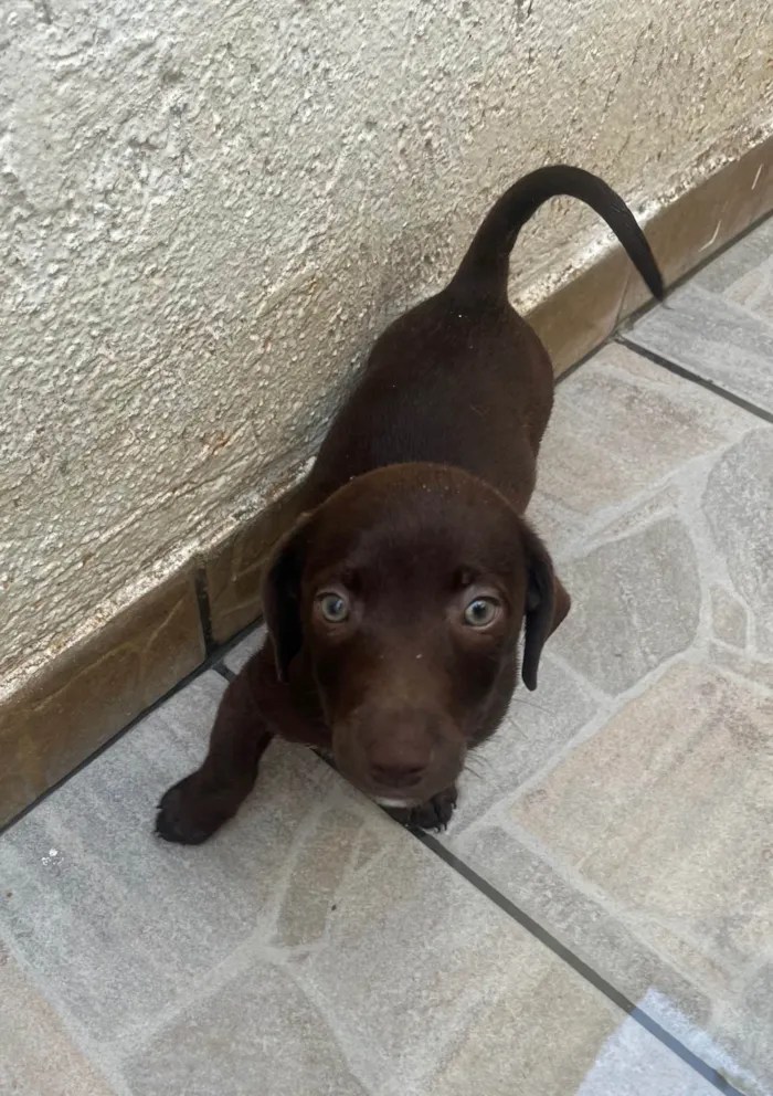 Cachorro ra a SRD-ViraLata idade 2 a 6 meses nome Milton