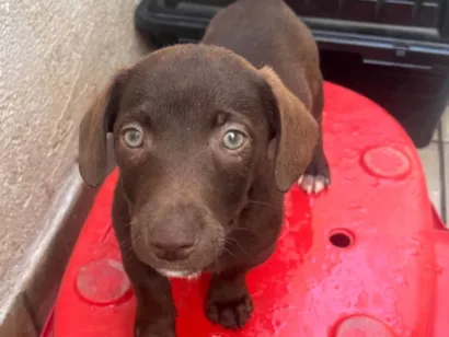 Cachorro raça SRD-ViraLata idade 2 a 6 meses nome Milton