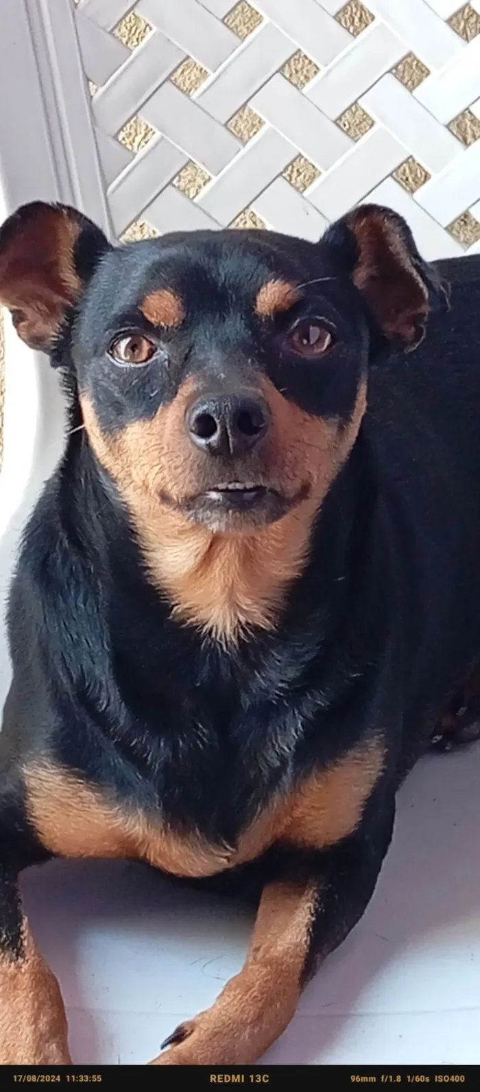 Cachorro ra a Pinscher idade 3 anos nome Flash 