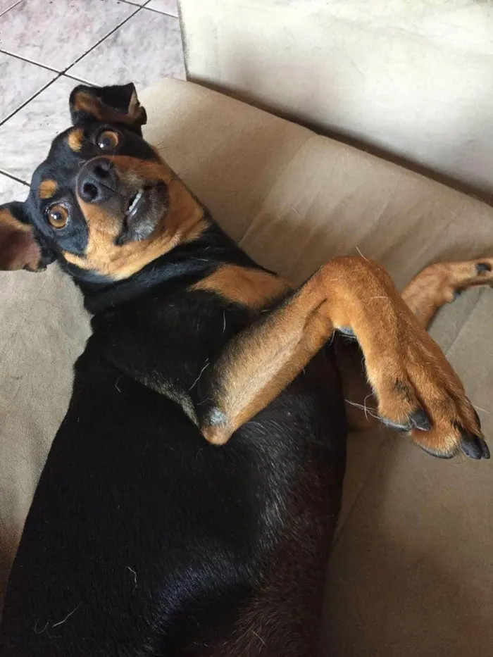 Cachorro ra a Pinscher idade 3 anos nome Flash 