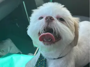 Cachorro raça Shitzu idade 2 anos nome Floki