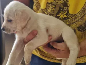 Cachorro raça Labrador idade Abaixo de 2 meses nome Filhote