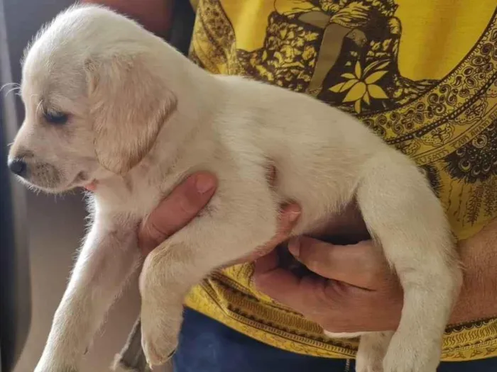 Cachorro ra a Labrador idade Abaixo de 2 meses nome Filhote