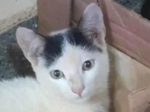 Gato raça SRD-ViraLata idade 2 a 6 meses nome Dudu 