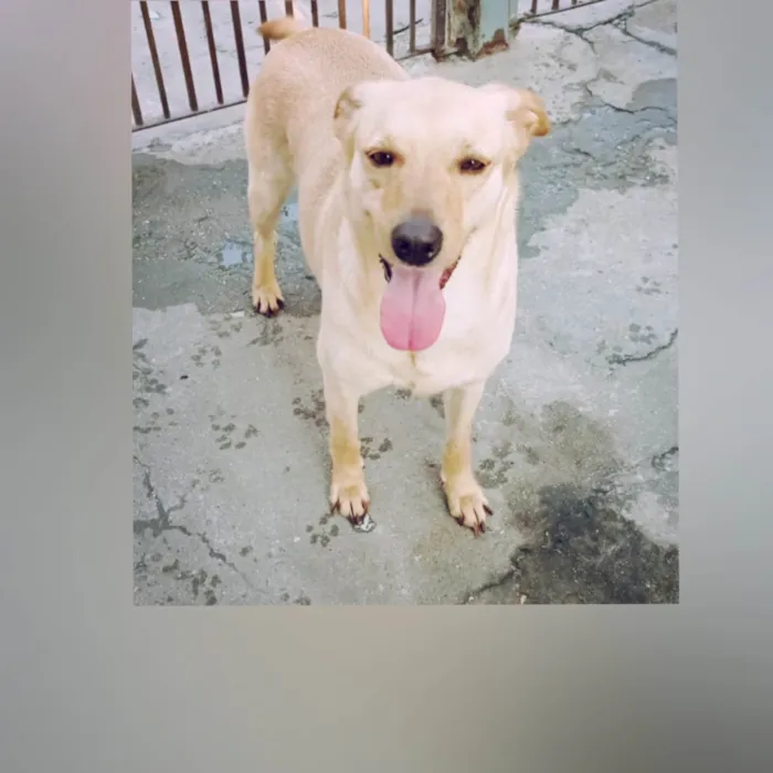 Cachorro ra a SRD-ViraLata idade 3 anos nome Mel 