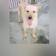 Mel