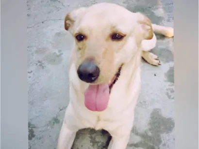 Cachorro raça SRD-ViraLata idade 3 anos nome Mel 