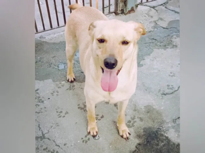 Cachorro ra a SRD-ViraLata idade 3 anos nome Mel 