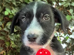 Cachorro raça SRD-ViraLata idade 2 a 6 meses nome Pedro